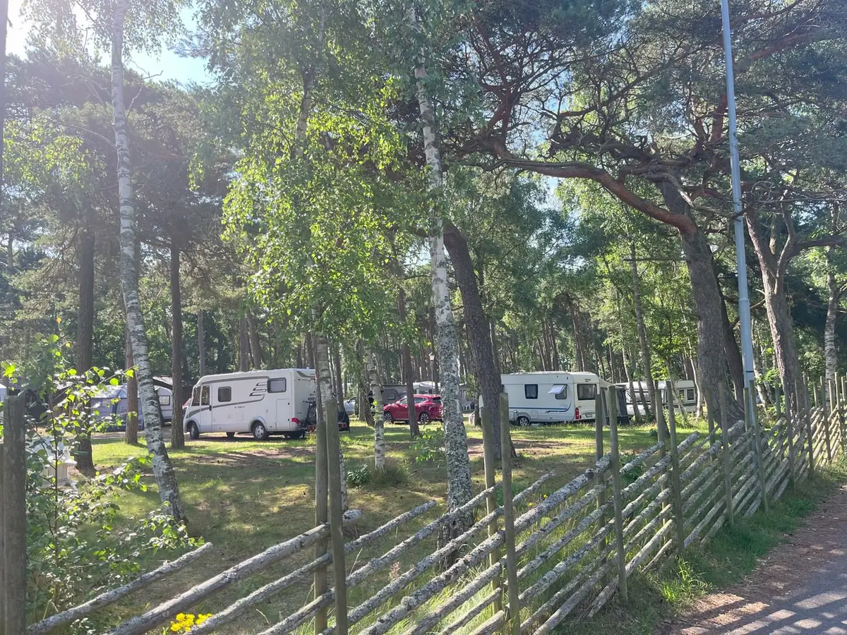 Platser bland tallarna på skogssidan