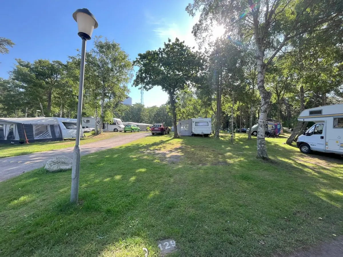 Gräsbevuxen campingplats bland träden