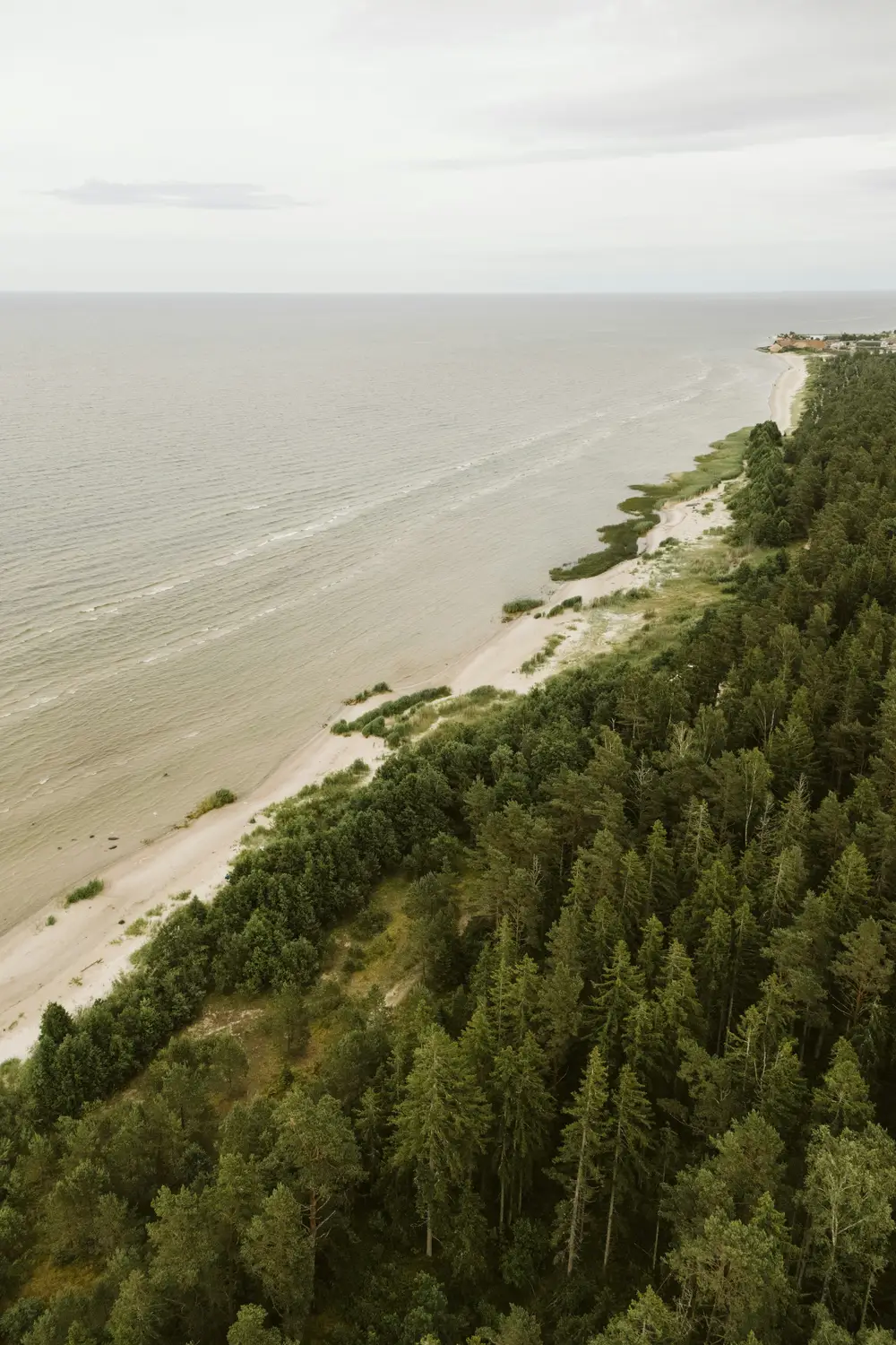 Tallskog som möter en sandstrand, sett från ovan